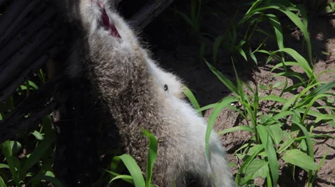Dead rabbit body trapped on wattle, killed wild animal, flies on hare, close up Stock Footage 39498525