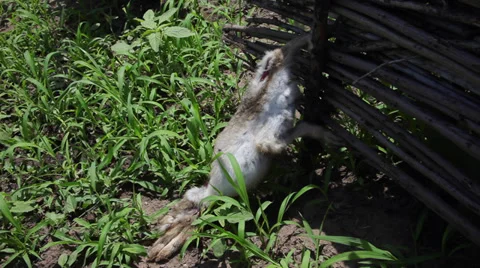Dead rabbit body trapped on wattle, killed wild animal, flies on hare Stock Footage 39498675