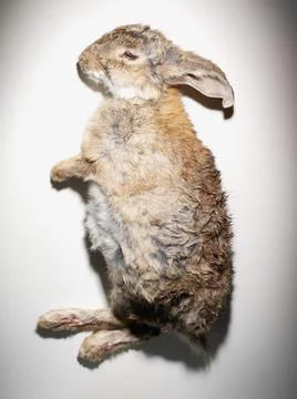 Dead Rabbit, Bunny (Oryctolagus Cuniculus), White Background. Stock Photos