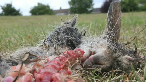 Dead rabbit focus pull Video stock 861914