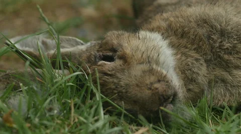 Dead rabbit head in grass Stock Footage