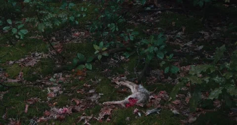 A dead rabbit lies on the forest floor, revealing an open chest cavity. The Stock Footage 285377685