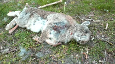 Dead rabbit lying on the grass . 4k. Stock Footage 194535293