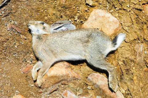 Dead rabbit Stock Photos