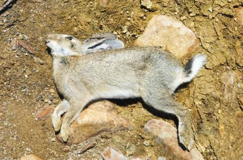 Dead rabbit Stock Photos