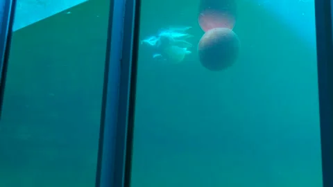 Dead rabbit in the pool. Stock Footage 247025629