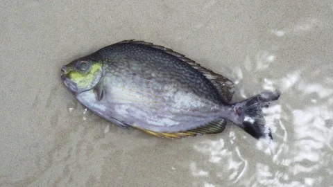 Dead rabbitfish washed ashore on sandy beach Stock Footage 339300177