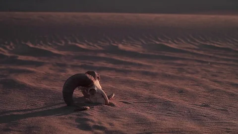 Dead ram skull in Desert Stock Footage 77111282