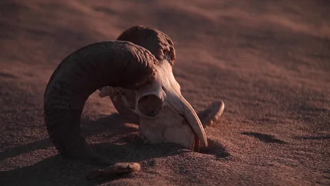 Dead ram skull in Desert Stock Footage 77111325