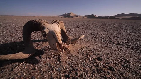 Dead ram skull in Desert Видео 77111367