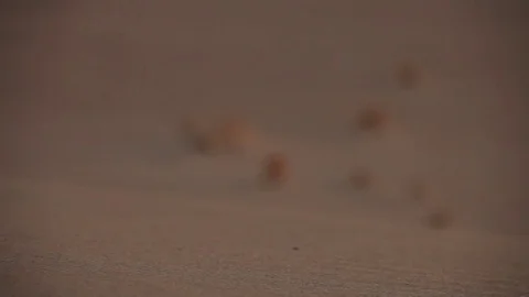 Dead ram skull in Desert (Panoraming) Stock Footage 77111421