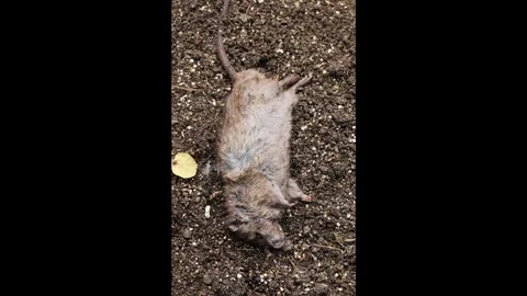 Dead rat body laying on the ground after pest control Stock Footage 336296973