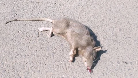 Dead Rat Carcass Abandoned in the Middle of the Street Stock Footage 340382982