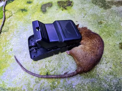 Dead Rat Caught in Black Plastic Snap Trap on Mossy Concrete Foto stock