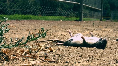 Dead Rat in the Dirt Video stock 79330750