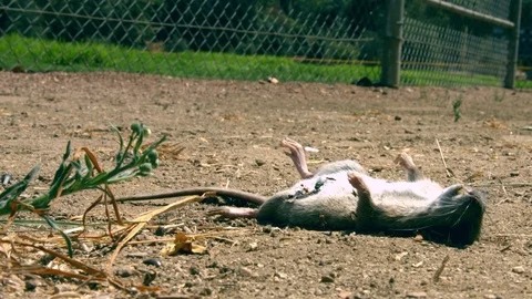 Dead Rat in the Dirt - Pan Left Video stock 79328993