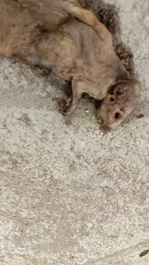 A dead rat dries on the cement floor Stock Footage 259703064
