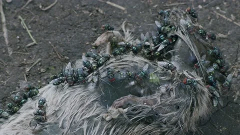 Dead Rat, Flies 1 Stock Footage 170595174