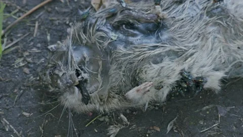 Dead Rat, Flies 2 Stock Footage 170596142