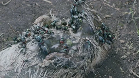 Dead Rat, Flies 3 Stock Footage 170596241