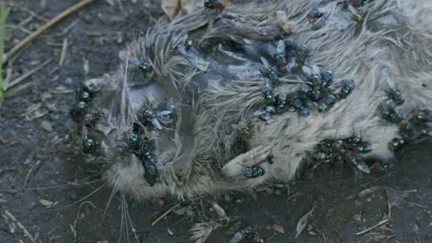Dead Rat, Flies 4 Stock Footage 170596243