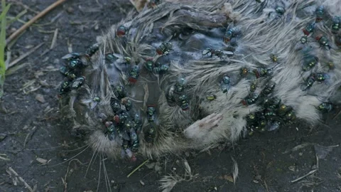 Dead Rat, Flies Time Lapse 3 Stock Footage 170586783
