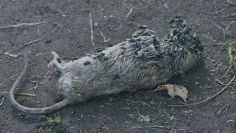 Dead Rat, Flies Time Lapse 1 Stock Footage 170586812