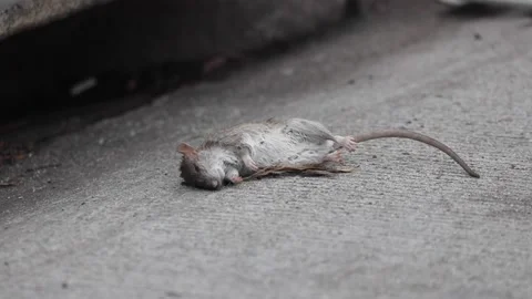 Dead rat Stock Footage 146713959