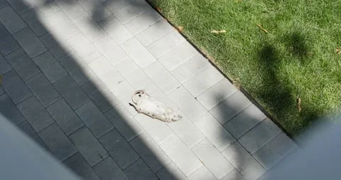 Dead Rat 스톡 동영상 203607404