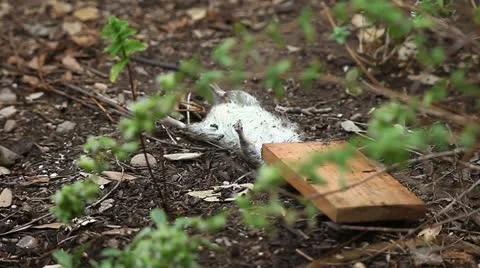 Dead rat in the garden Stock Footage 11633204