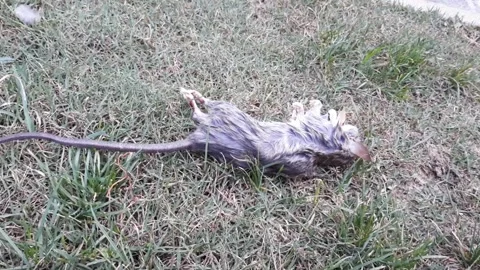 Dead rat on grass Stock Footage 152869185