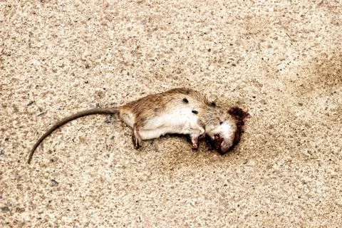 Dead rat on the ground Stock Photos