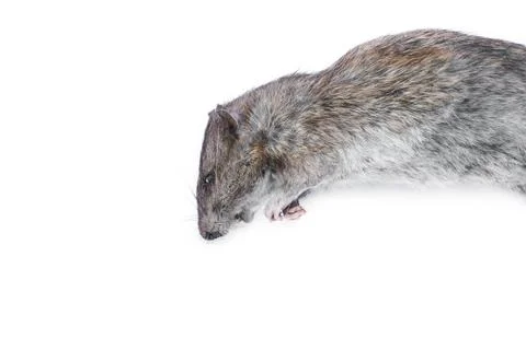 Dead rat  isolated on a white background Foto stock