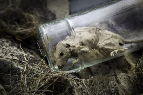Dead rat in a jar Stock Photos