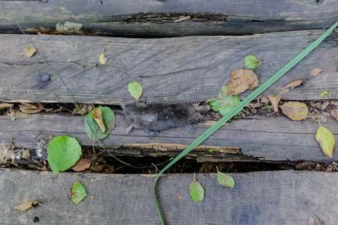 A dead rat lies between two wooden planks on a path Stock Photos