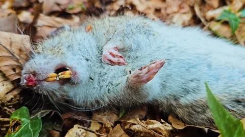 Dead rat lying close-up on forest floor, showing signs of decay and parasite Stock Footage 318454274