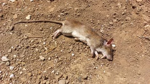 Dead rat lying on dry dirt ground outdoors in sunlight Stock Photos