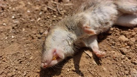 Dead rat lying on dry dirt ground outdoors in sunlight Stock Photos