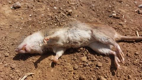 Dead rat lying on dry dirt ground outdoors in sunlight Stock Photos