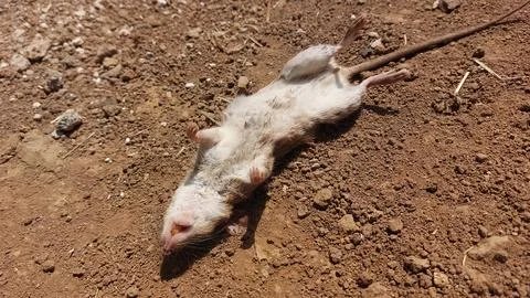 Dead rat lying on dry dirt ground outdoors in sunlight Stock Photos
