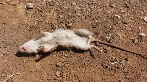 Dead rat lying on dry dirt ground outdoors in sunlight Stock Photos