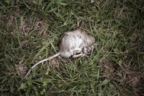 Dead rat lying on grass Stock Photos