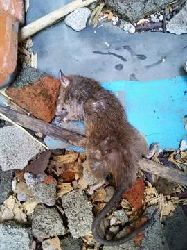 A dead rat lying on the ground. A Dead rat among piles of building rubble. Stock Photos