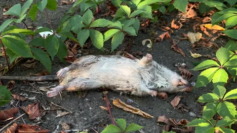 Dead Rat Lying on Ground with Green Leaves | Wild Rodent Carcass in Urban Park Stock Footage 344833805