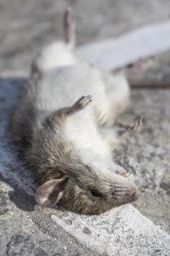 Dead rat lying on the ground Paros Cyclades Aegean Sea Greece Europe Photos