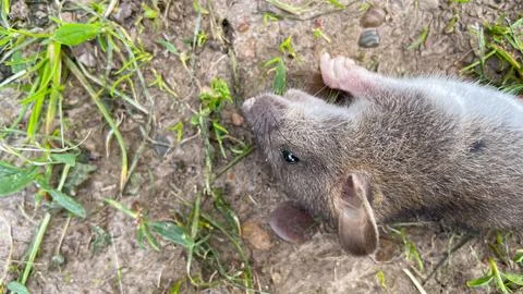 A dead rat is lying on the ground Stock Photos