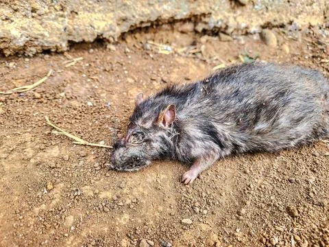 Dead rat lying on the ground	 Stock Photos