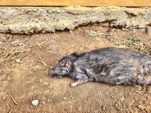 Dead rat lying on the ground	 Stock Photos