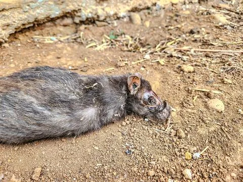 Dead rat lying on the ground	 Stock Photos
