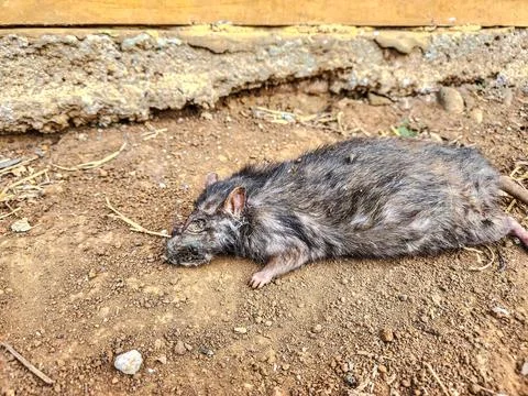Dead rat lying on the ground	 Stock Photos